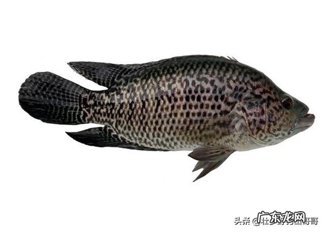 能不能看到中医中的经络呢?