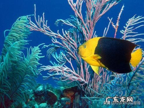 能不能看到中医中的经络呢?