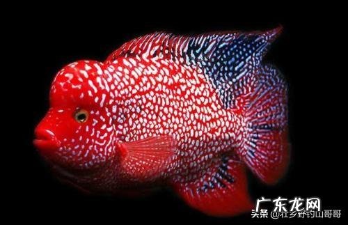 能不能看到中医中的经络呢?