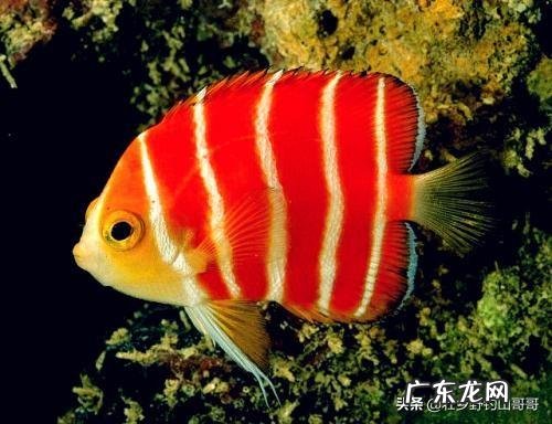 能不能看到中医中的经络呢?