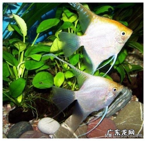 能不能看到中医中的经络呢?