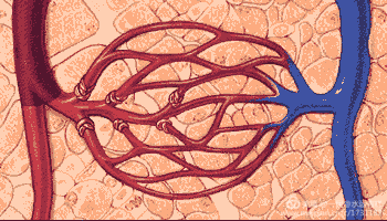 本人属于偏瘦体质,几十年了,体重一直没有变化,这正常吗