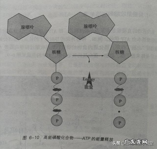 本人属于偏瘦体质,几十年了,体重一直没有变化,这正常吗