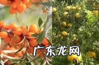 肝炎分为甲乙丙丁戊庚肝六种,哪种肝炎最严重