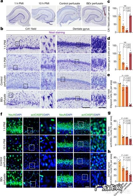 在猪死亡后，科学家采用哪种方式恢复猪大脑的基本细胞活动