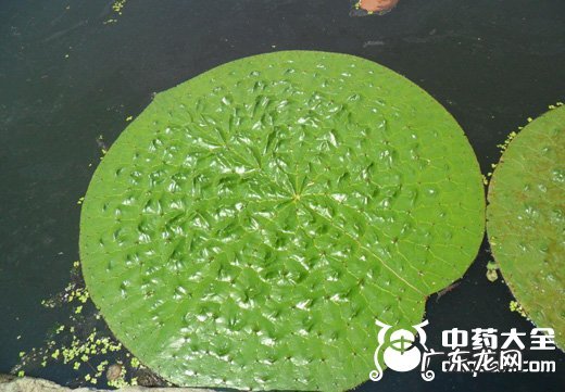 芡实图片_芡实的功效与作用