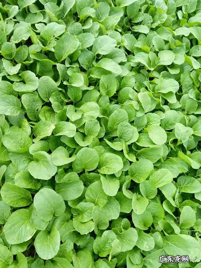 现在农村种植蔬菜，还有人用人尿来做肥料，这样好吗？为什么？