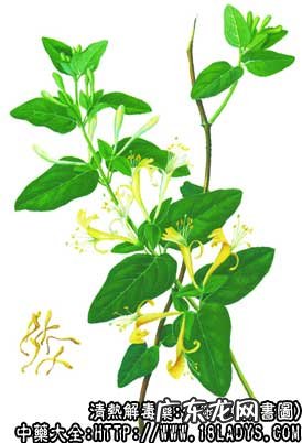 金银花图片_金银花的功效与作用