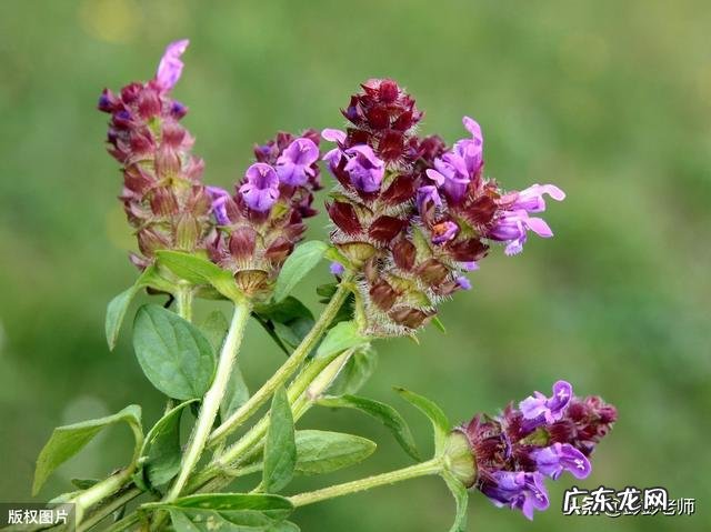 蒲公英和夏枯草能同用吗 长期喝蒲公英茶和夏枯草有害吗?