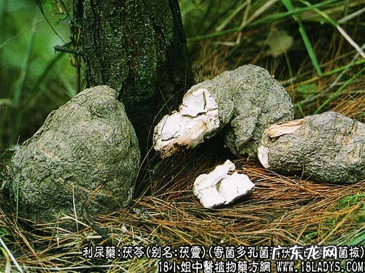 茯苓图片_茯苓的功效与作用