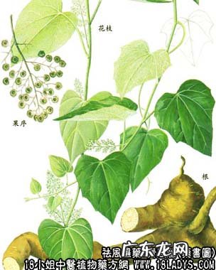 青风藤图片_青风藤的功效与作用