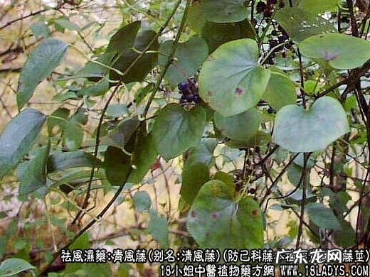 青风藤图片_青风藤的功效与作用