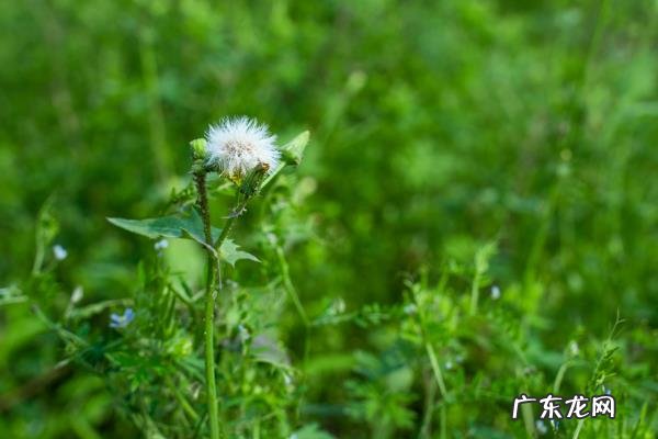 民间中药治癣偏方大全,8个治牛皮鲜的偏方