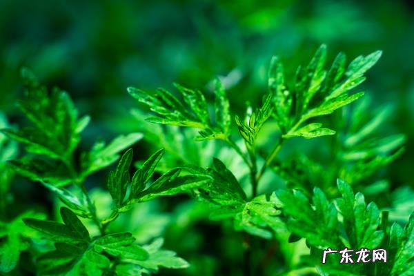 痔疮偏方19个民间方法,快速根治痔疮的方法