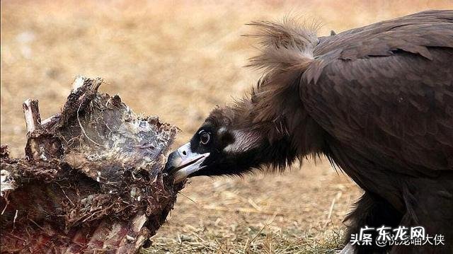 你见过最不爱干净的动物是什么? 温柔不爱干净的动物是什么