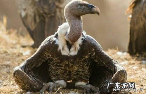 你见过最不爱干净的动物是什么? 温柔不爱干净的动物是什么