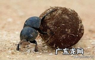 你见过最不爱干净的动物是什么? 温柔不爱干净的动物是什么