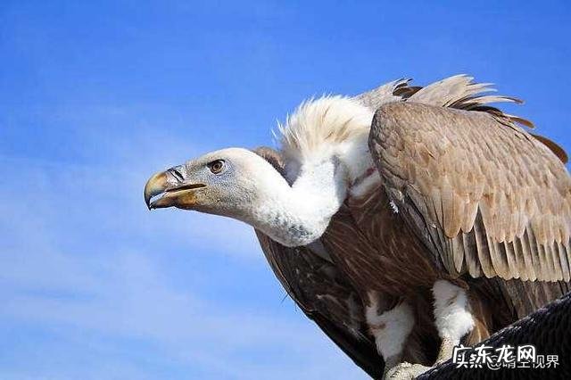 你见过最不爱干净的动物是什么? 温柔不爱干净的动物是什么