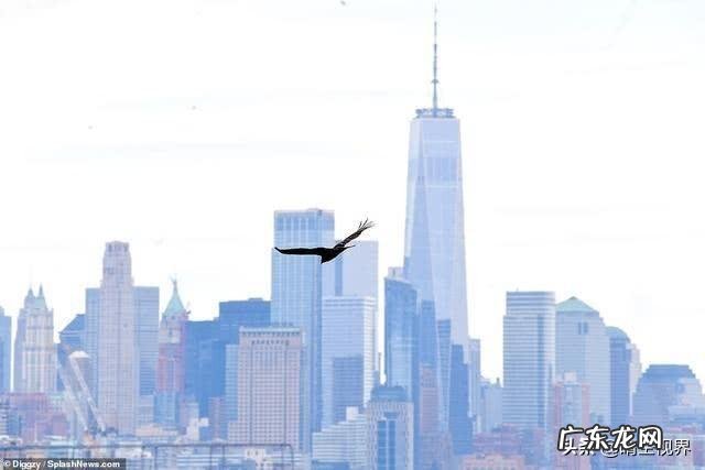 你见过最不爱干净的动物是什么? 温柔不爱干净的动物是什么