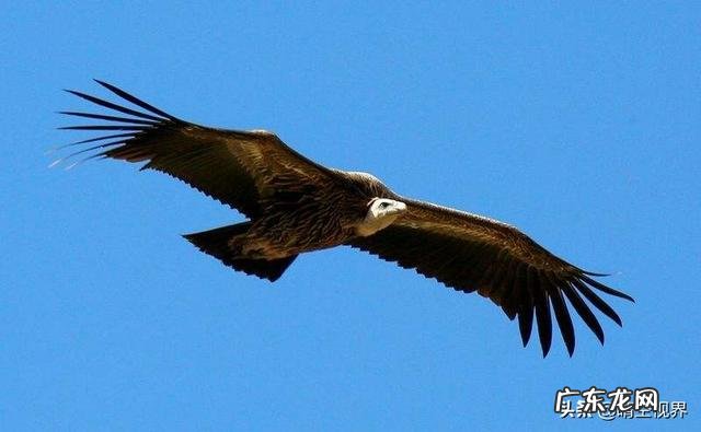 你见过最不爱干净的动物是什么? 温柔不爱干净的动物是什么