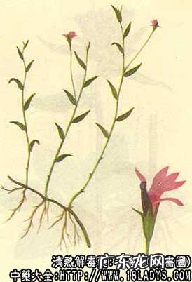 半边莲图片_半边莲的功效与作用