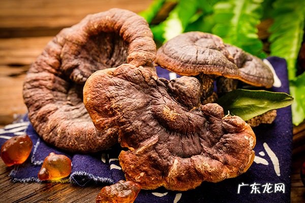 灵芝泡水喝的七大禁忌