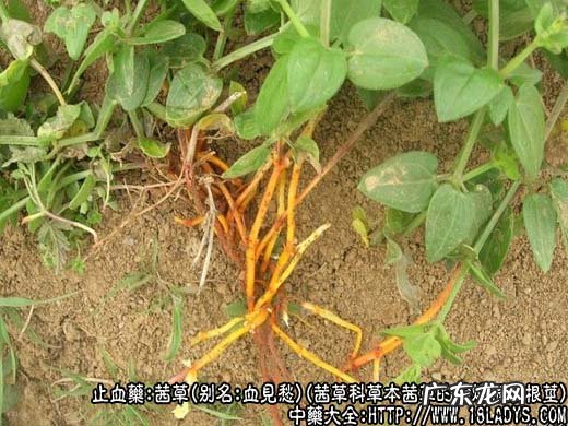 茜草图片_茜草的功效与作用