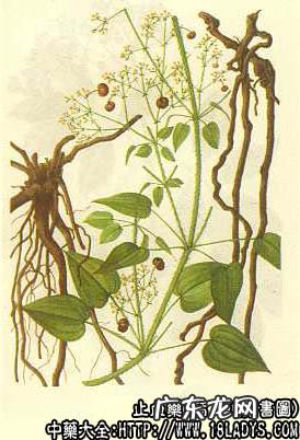 茜草图片_茜草的功效与作用