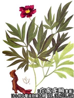 赤芍图片_赤芍的功效与作用