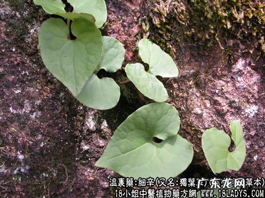 细辛图片_细辛的功效与作用