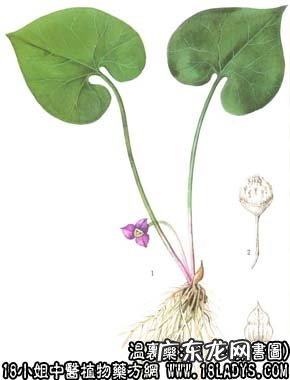 细辛图片_细辛的功效与作用