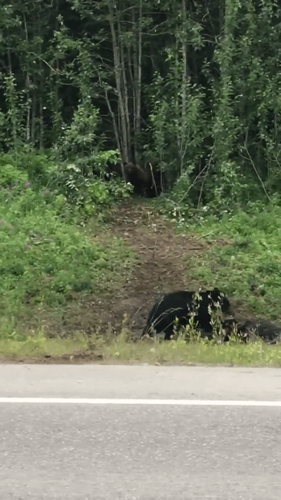 狗熊,棕熊,黑熊,北极熊四个熊有什么区别