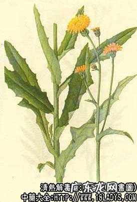 败酱草图片_败酱草的功效与作用