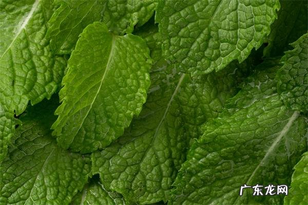 三天去除口臭,5个消除口臭的方法