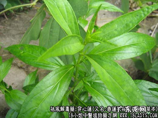 穿心莲_穿心莲图片_穿心莲的功效与作用