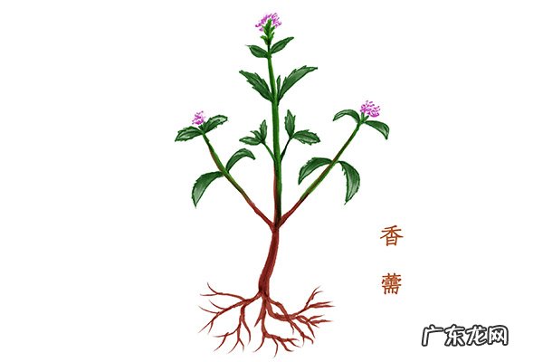 香薷泡水喝可以治疗口臭吗