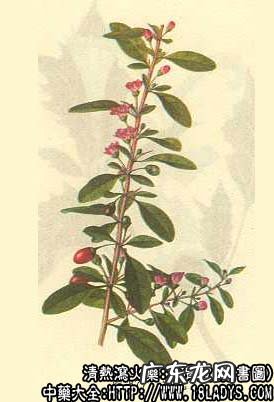 地骨皮图片_地骨皮的功效与作用