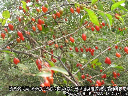 地骨皮图片_地骨皮的功效与作用