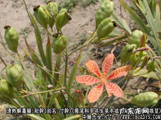 射干图片_射干的功效与作用