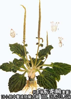 车前子图片_车前子的功效与作用