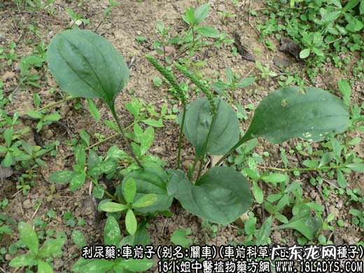 车前子图片_车前子的功效与作用
