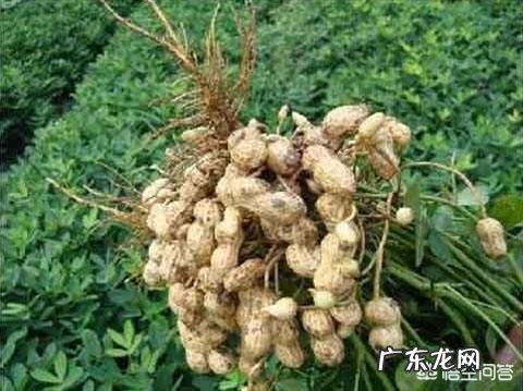 磷酸二氢钾能喷施花生 红糖加磷酸二氢钾能喷施花生吗?