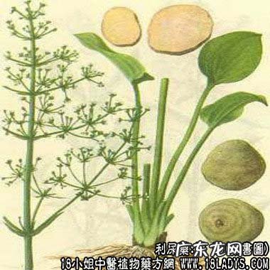 泽泻图片_泽泻的功效与作用