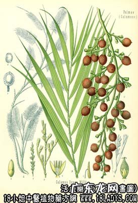 血竭图片_血竭的功效与作用