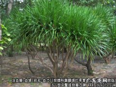 血竭图片_血竭的功效与作用