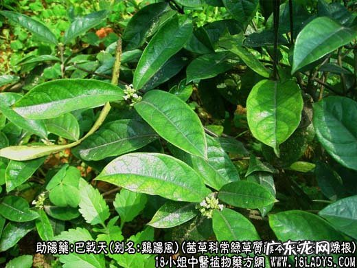 巴戟天图片_巴戟天的功效与作用