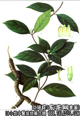 巴戟天图片_巴戟天的功效与作用