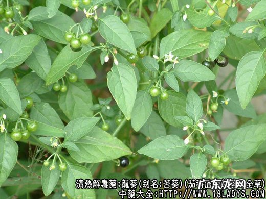 龙葵图片_龙葵的功效与作用