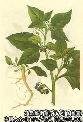 龙葵图片_龙葵的功效与作用