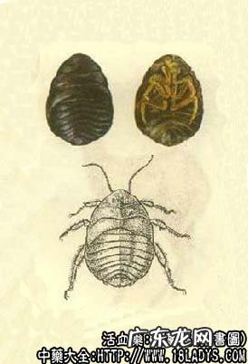 土鳖虫图片_土鳖虫的功效与作用